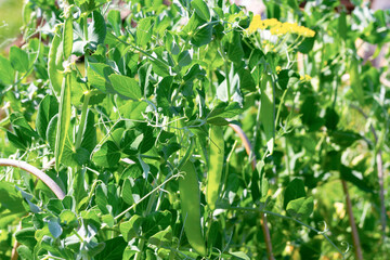 young green pea pods on a background of leaves ripen in the bright sun in spring
