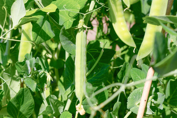 Fototapeta premium young green pea pods on a background of leaves ripen in the bright sun in spring
