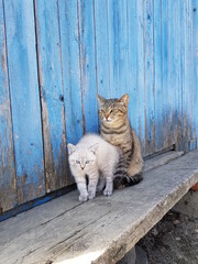 cat on the window sill