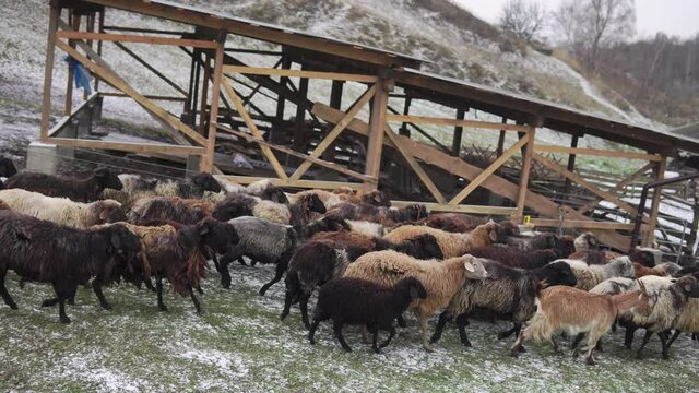 Sheeps and goats walk and run from a pasture to the sheepfold at winter farm with dog watching at foreground - 4K