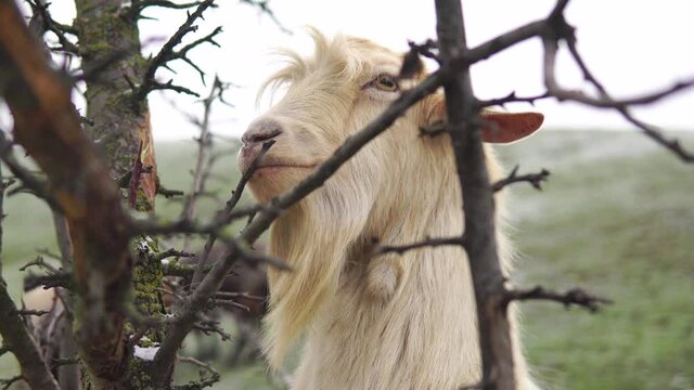 Funny yellow goat with goatee chews dry tree branch close-up standing on a back legs at winter - close-up 4K