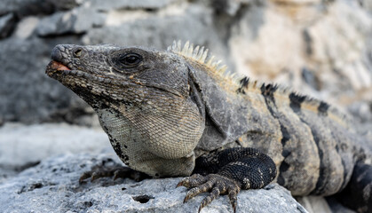 Close-up of an iguana
