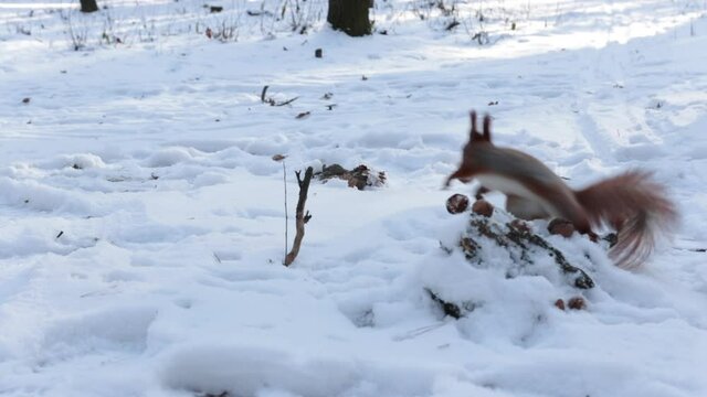 Squirrel collects nuts in snowy weather. Animal, rodent, furry, tail, fauna, winter, snow, food, walnut, forest, cute, wild