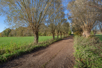 country road in spring with Pollard willows