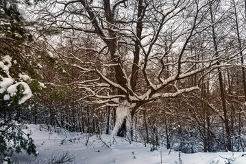 Picturesque winter landscape. All the trees are covered in snow after a heavy snowfall 