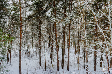 Picturesque winter landscape. All the trees are covered in snow after a heavy snowfall 