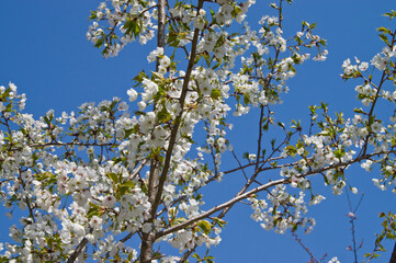 The cherry blossoms in the park are in full bloom.