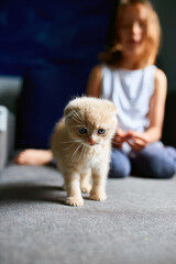 The child girl plays with a British little playful kitten at home.