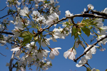 The cherry blossoms in the park are in full bloom.