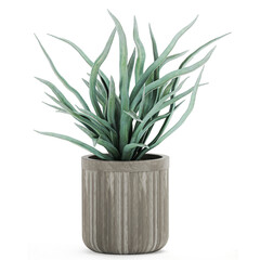  Agave in a concrete pot isolated on white background