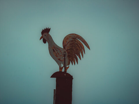 rooster