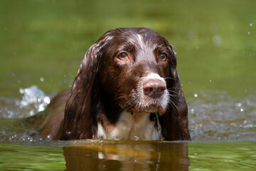 English Springer Spaniel in the river