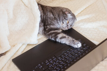 A black and gray striped Scottish fold cat with yellow eyes looks at a laptop monitor while lying on a sofa. Cute funny pet. Creative home work concept, video for cats. Copy space, light background.