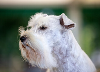 White Schnauzer