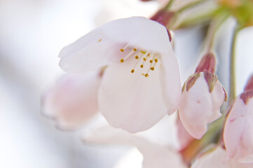 The cherry blossoms in the park are in full bloom.