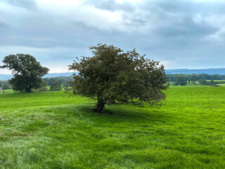 Rural landscape, with an extensive meadow, old trees, and a cloudy sky in, Farnley, Otley, UK