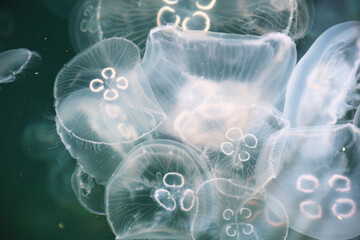 jellyfish wiew shot from above sea