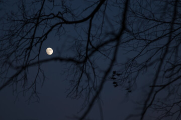 halloween landscape with moon