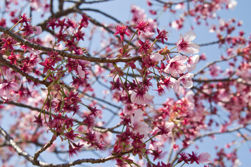 cherry trees, cherry, blossom, japan, closeup, close-up,