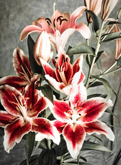 bunch of pink red lillies over gray background, lilly flowers over old gray background