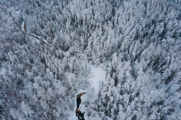 Fototapeta premium Aerial view of the winter forest, Lindulovskaya grove. The Lintulovka River is brown. Siberian larch. Snow on the trees.