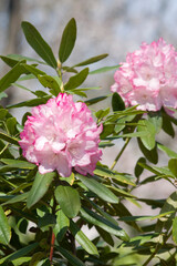 The rhododendron flowers are in full bloom in the rhododendron garden.
Scientific name is Rhododendron subgenus Hymenanthes.