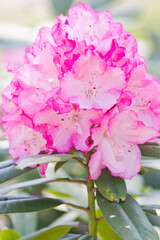 The rhododendron flowers are in full bloom in the rhododendron garden.
Scientific name is Rhododendron subgenus Hymenanthes.