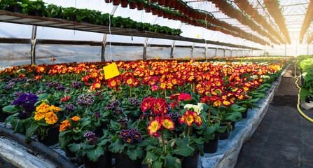 Greenhouses for growing flowers. Floriculture industry	
