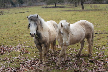 Two beige twin Ponies on a pasture in autumn