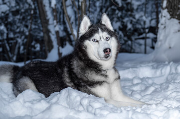 Portrait Siberian husky dog lying on the snow in winter forest