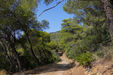 Road, trees, mountains and nature on the island of Poros. Summer. Greece
