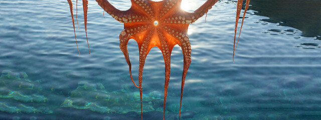 Ultra wide photo of Octopus as seen hung in tavern to get sun dried, Santorini island, Cyclades,...