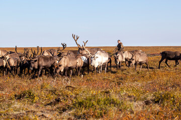 The extreme north, Yamal, reindeer in Tundra, Deer harness with reindeer, pasture of Nenets, male reindeer herders.