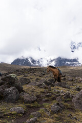 Fototapeta na wymiar landscape with a horse