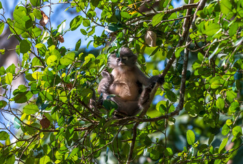 Langour monkey dreaming with the  tree leaf on the background 