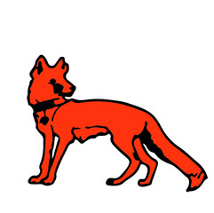 red fox terrier