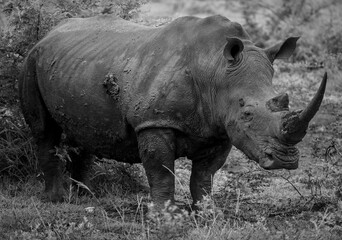 Fototapeta premium rhino in the wild