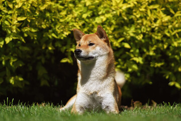 Serious red Shiba Inu dog posing outdoors lying down on a green grass in spring