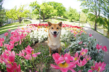 Happy red Shiba Inu dog posing outdoors sitting in a flowerbed with tulips and other blooming...