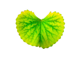 Heart shaped green Asiatic leaf isolated on white background