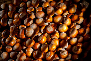 Hazelnuts on a pile close up. Texture of nuts. Contrasting dramatic light as an artistic effect.