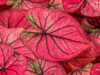 colorful red caladium leaves nature or abstract background by closeup of vivid pink heart-shaped...