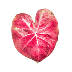 isolated red caladium leaf with clipping path on white background by closeup of vivid pink heart-shaped leaf a tropical leafy potted plant for graphic and valentine theme design