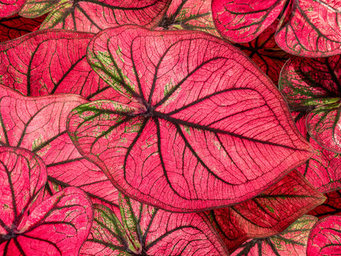 colorful red caladium leaves nature or abstract background by closeup of vivid pink heart-shaped leaf shrub a tropical leafy potted plant for garden decoration and graphic design