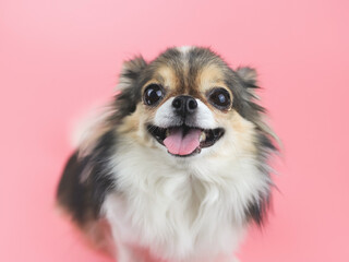  happy and healthy long hair  Chihuahua dog smiling with her tongue out and  looking at camera on pink background. Adorable animal concept - obrazy, fototapety, plakaty