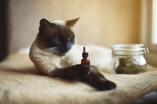 Cat catching CBD oil dropper for animals with out-of-focus background and selective focus.