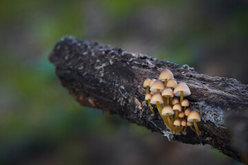 Mycena renati