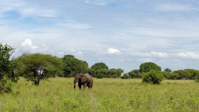 Lonely young elephant stepping in savanna green grass with beautiful blue sky on the background. Tarangire National Park, Tanzania. Animals in the wild concept image.