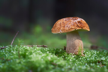 Boletus edulis