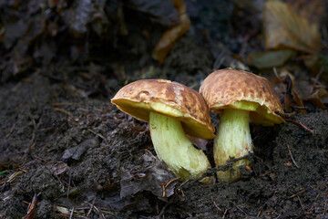 Hemileccinum depilatum